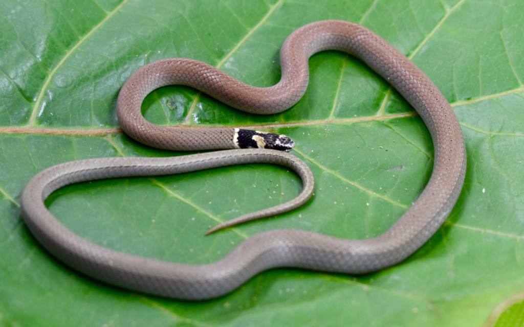 Duméril's Black-headed Snake